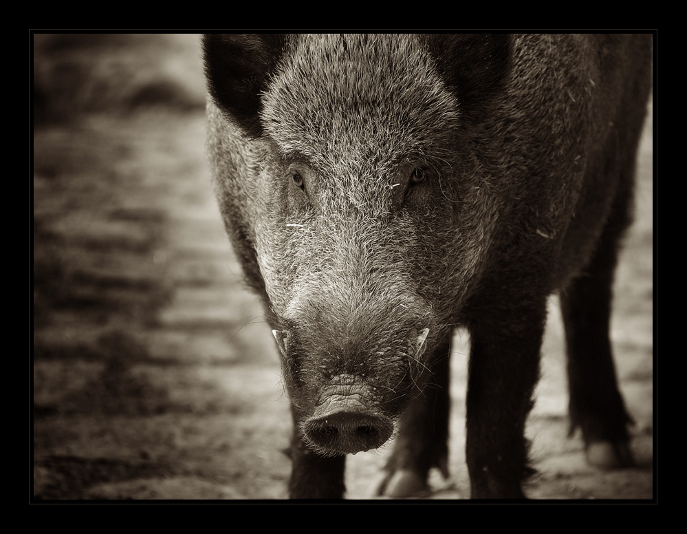 Wildschwein