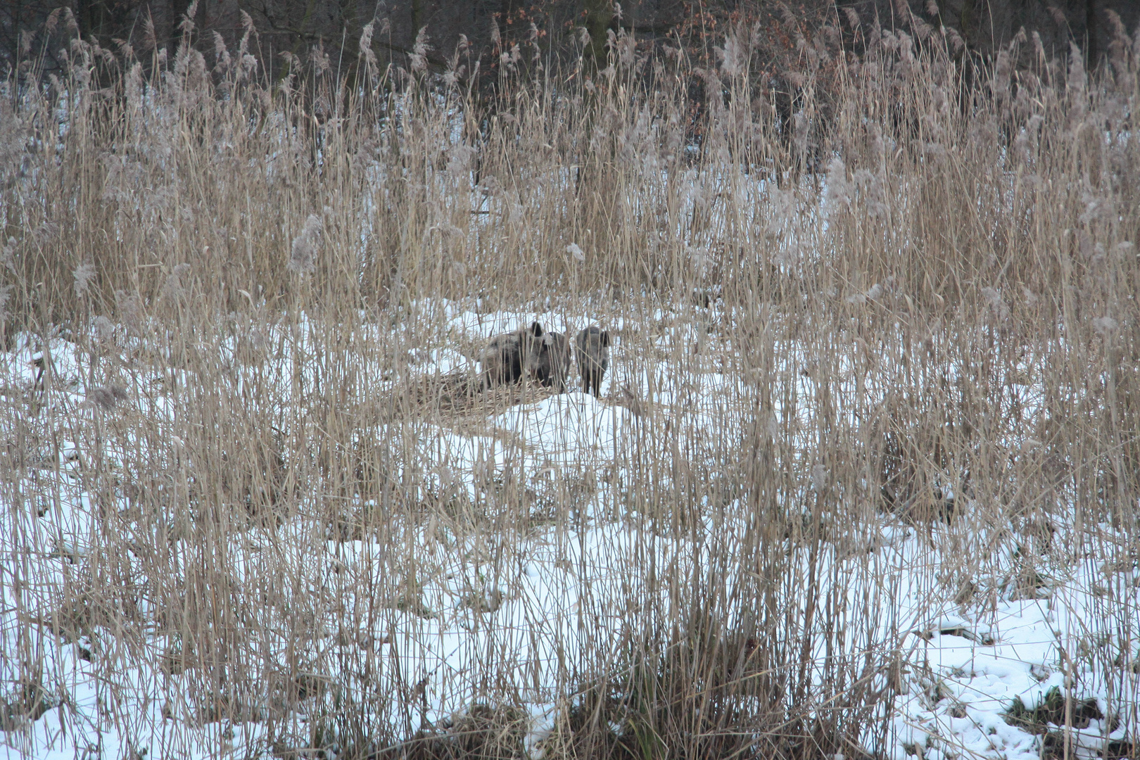 Wildschwein