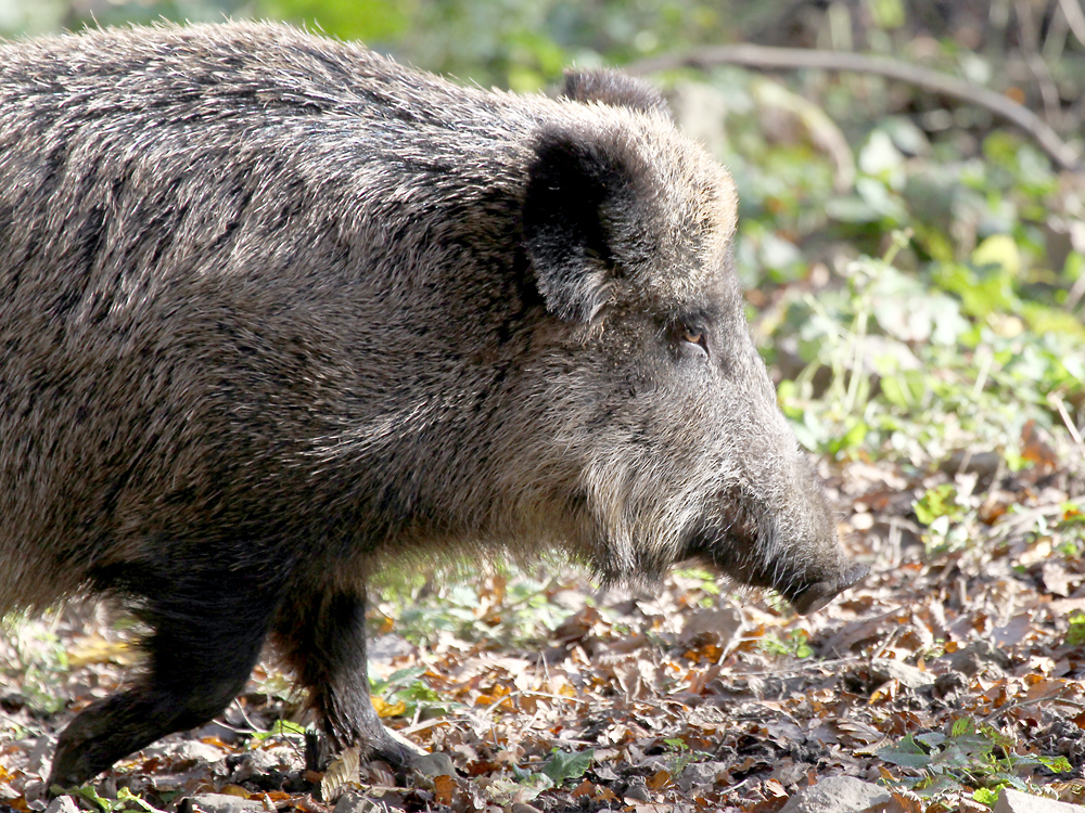 Wildschwein