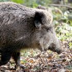 Wildschwein