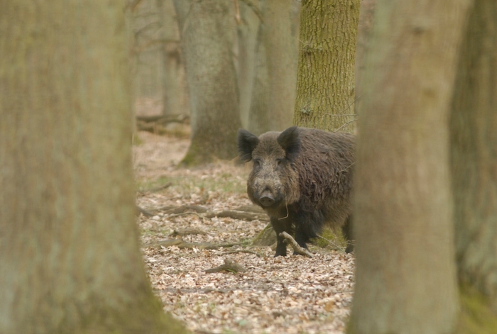 wildschwein