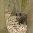 wildschwein