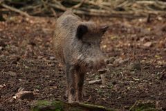 Wildschwein