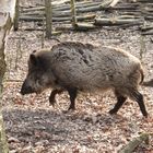 Wildschwein