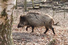 Wildschwein