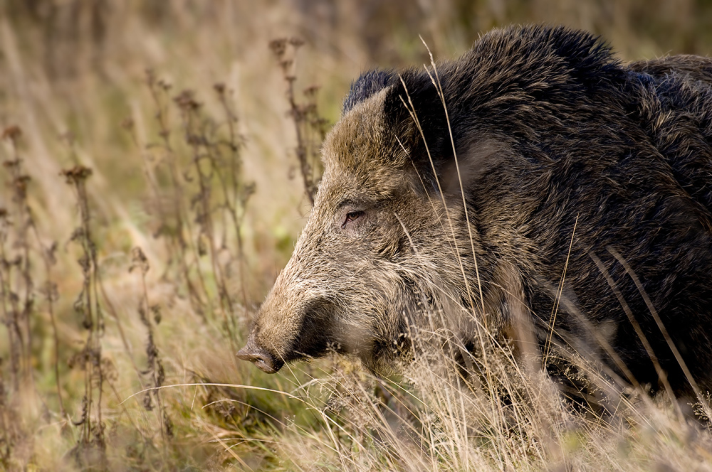 wildschwein