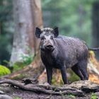 Wildschwein