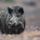 Wildschwein