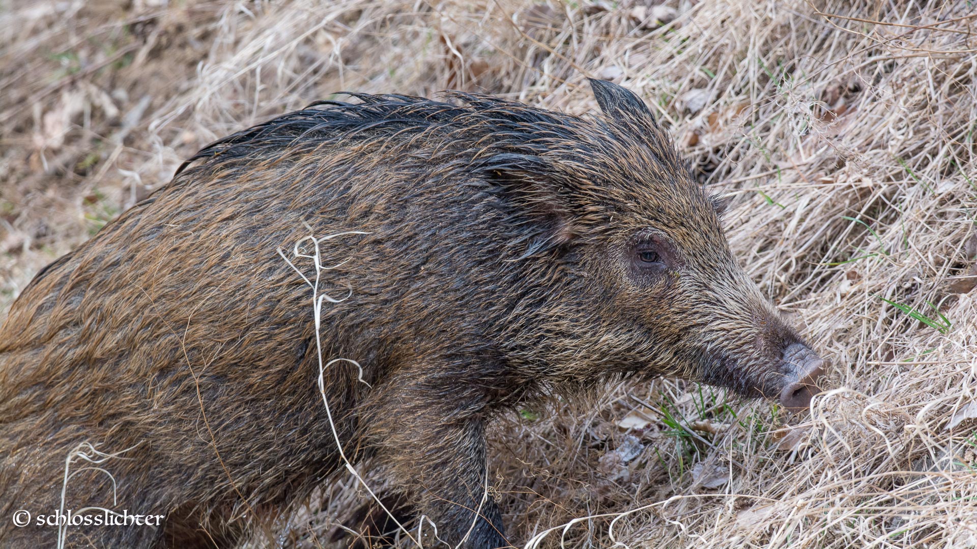 Wildschwein