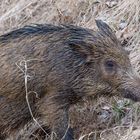 Wildschwein