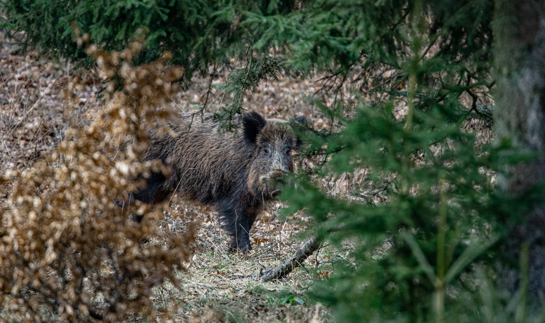 Wildschwein