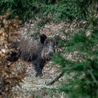 Wildschwein