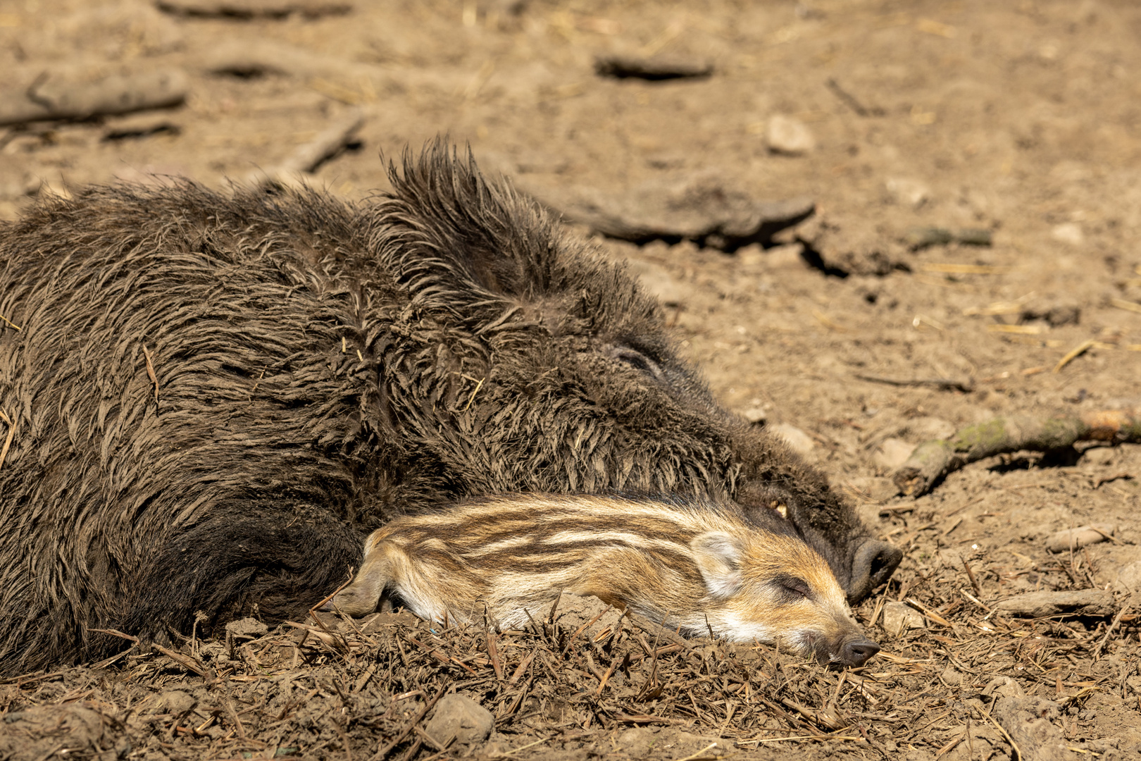 Wildschwein