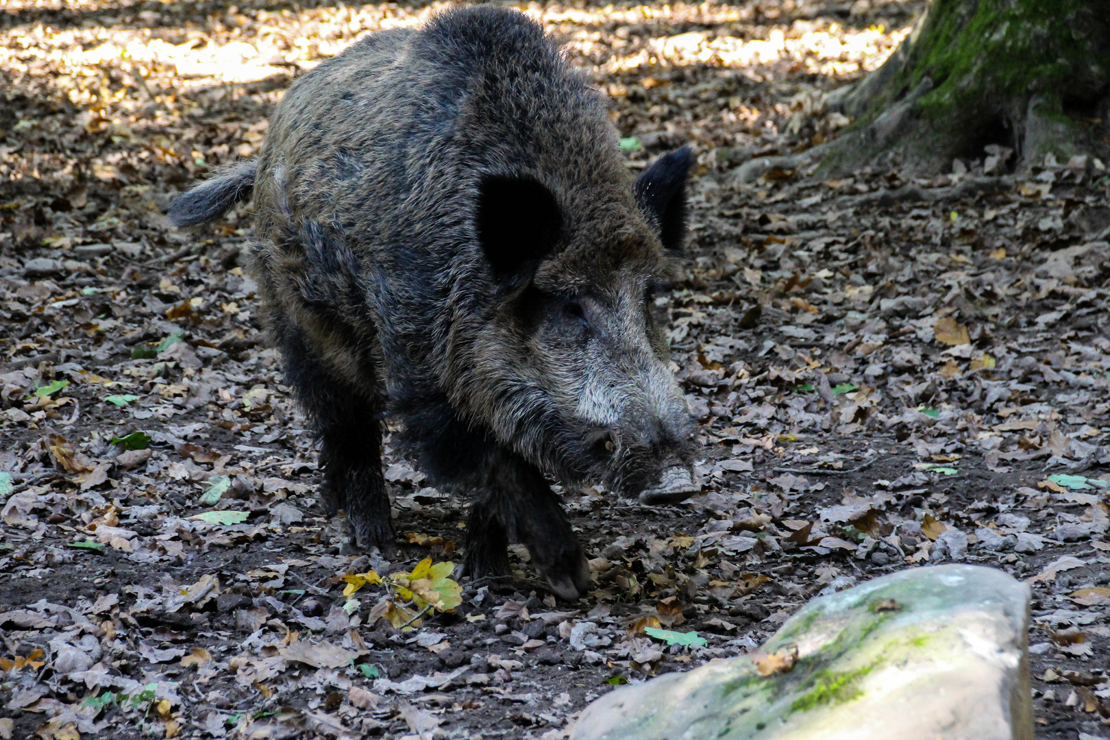 Wildschwein