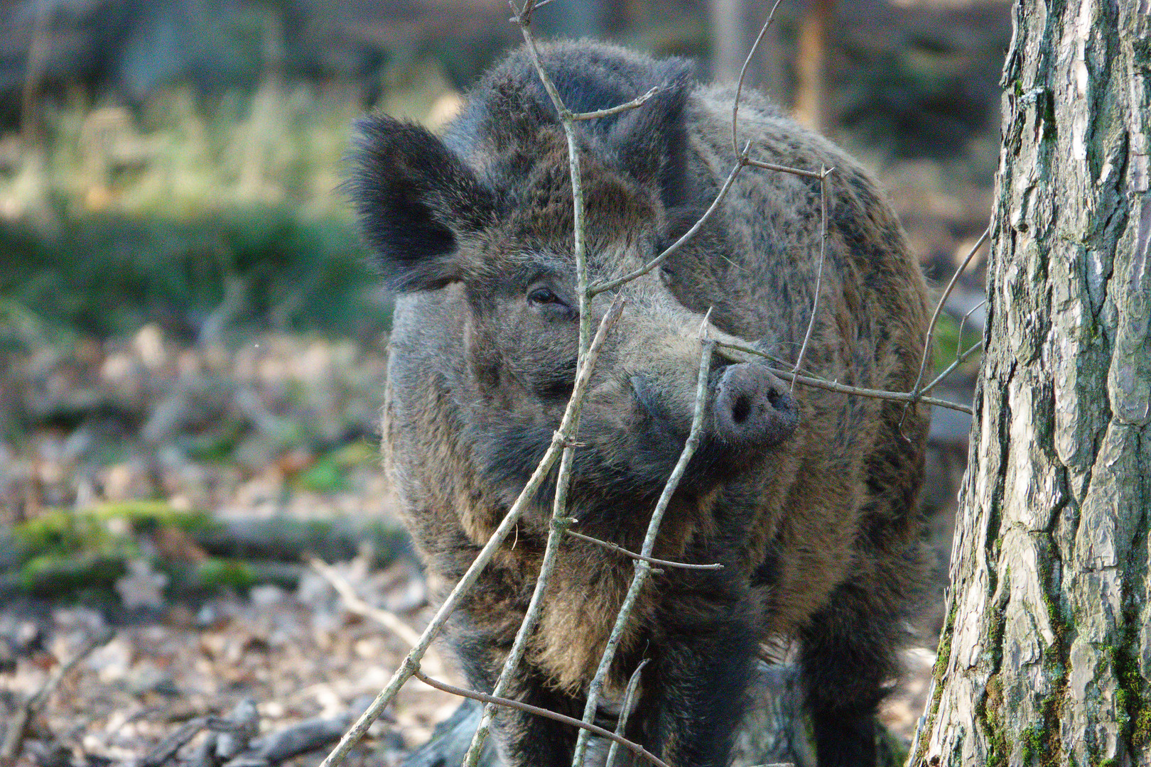 Wildschwein