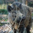 Wildschwein