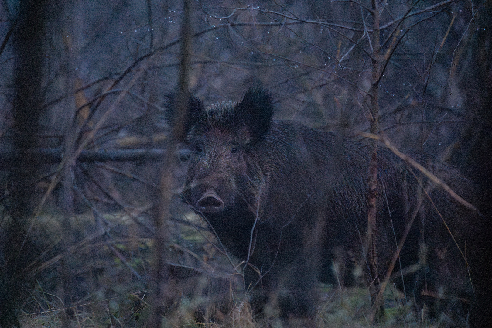 Wildschwein