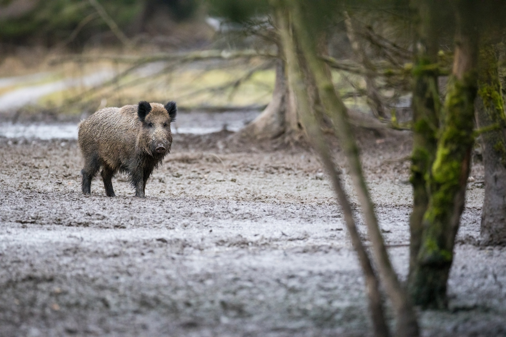 Wildschwein