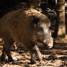 Wildschwein