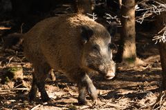 Wildschwein