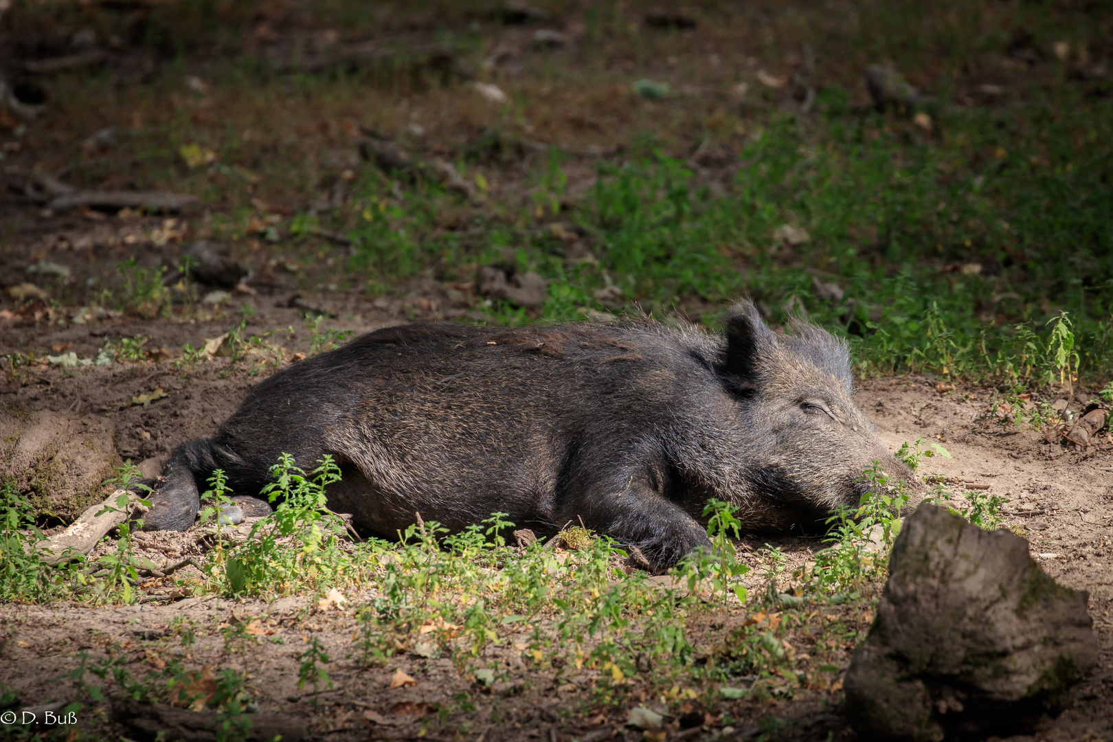 Wildschwein