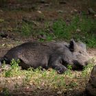 Wildschwein