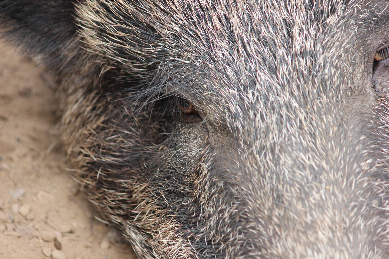 Wildschwein