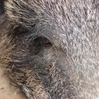 Wildschwein