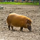 Wildschwein