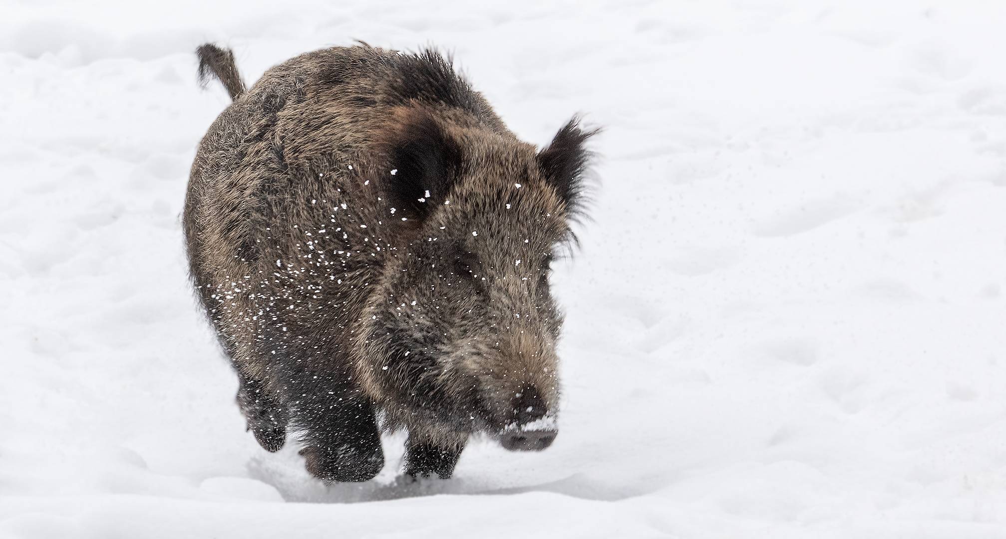 Wildschwein