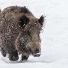 Wildschwein