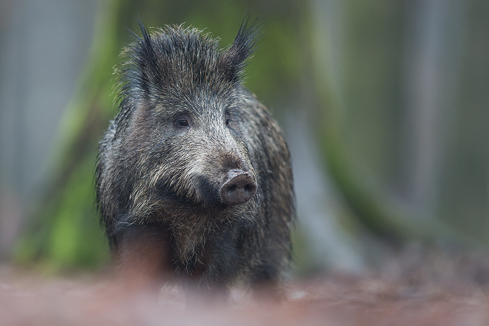 Wildschwein ...