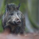 Wildschwein ...