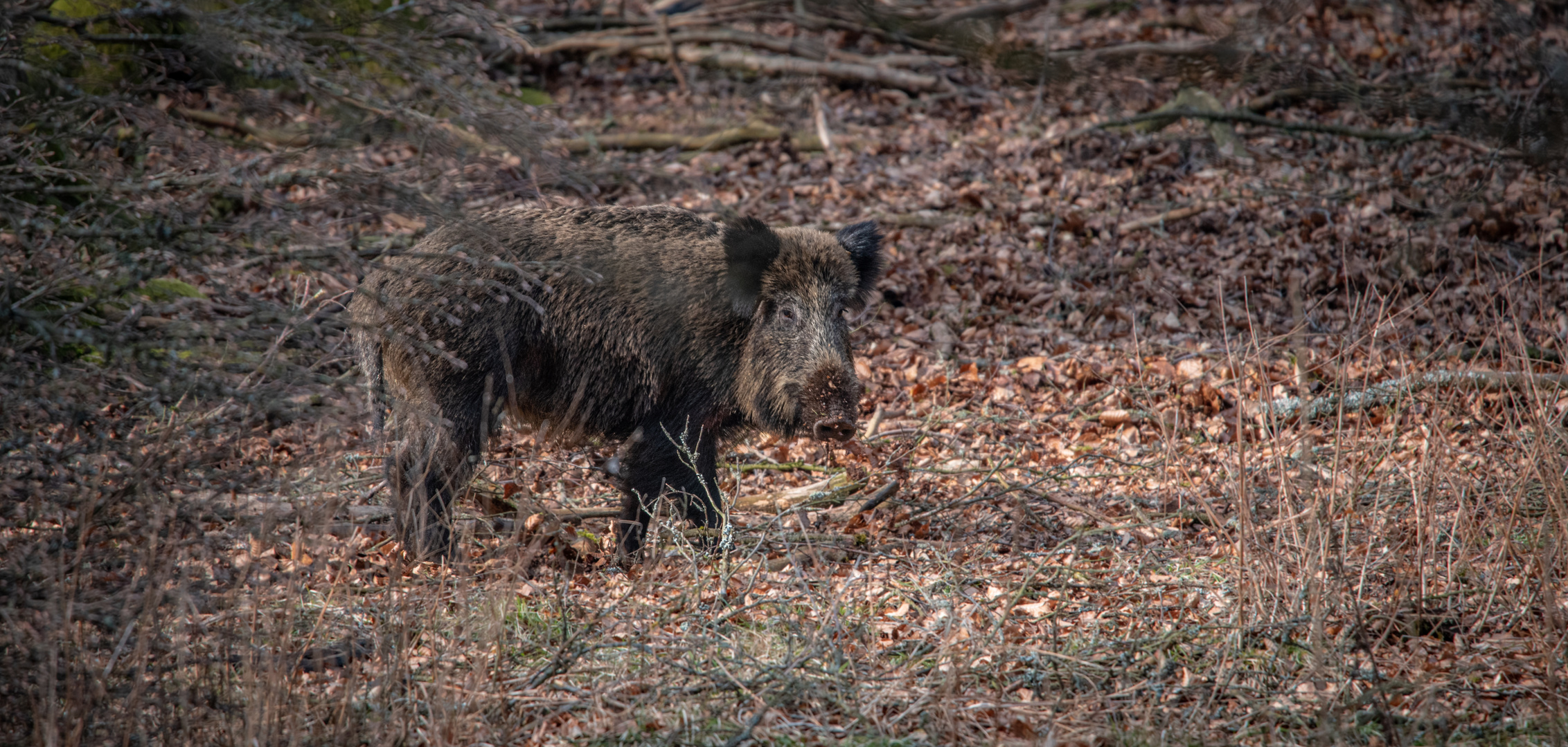 Wildschwein