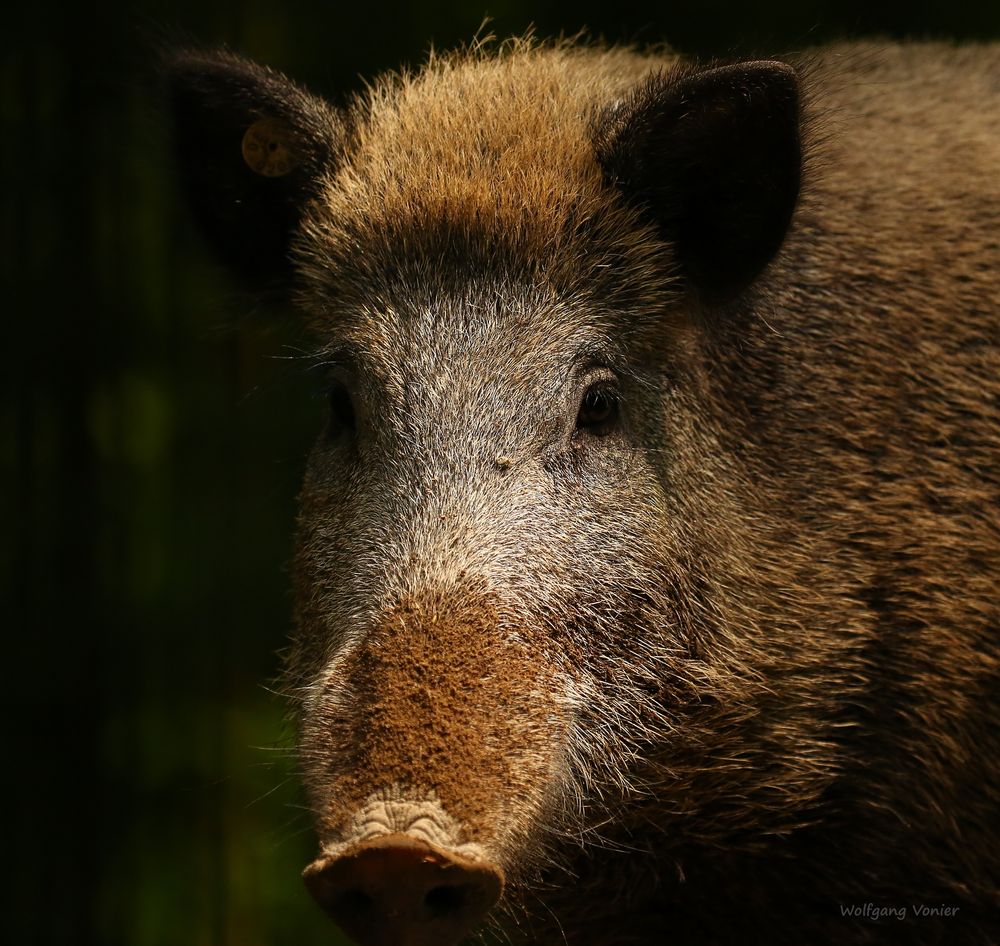 Wildschwein