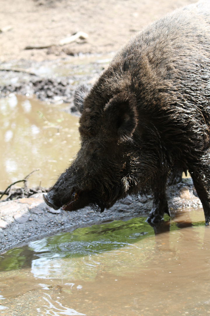 Wildschwein