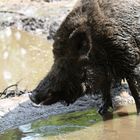 Wildschwein