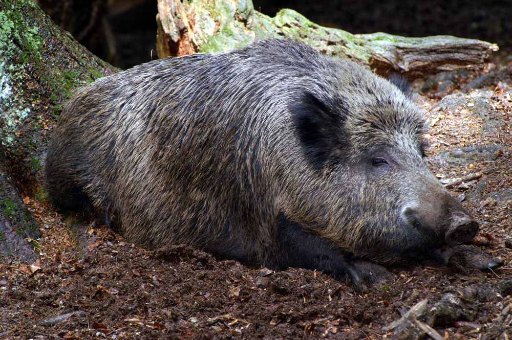 Wildschwein