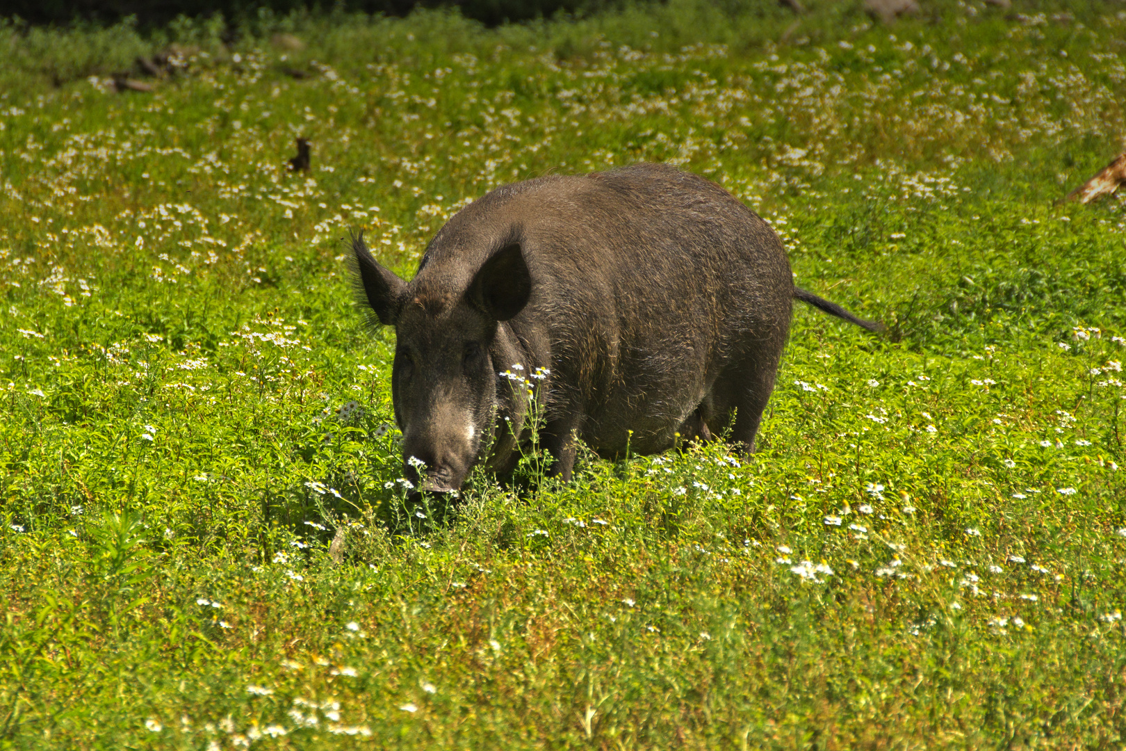 Wildschwein