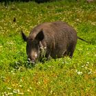 Wildschwein