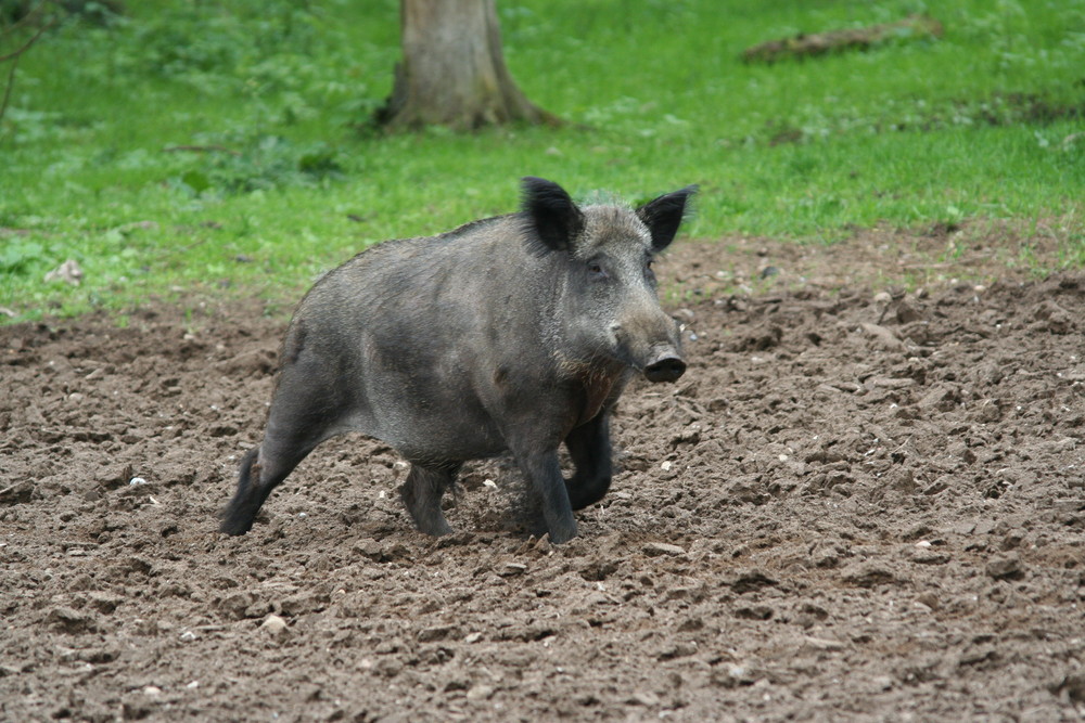 Wildschwein