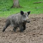 Wildschwein