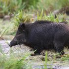 Wildschwein