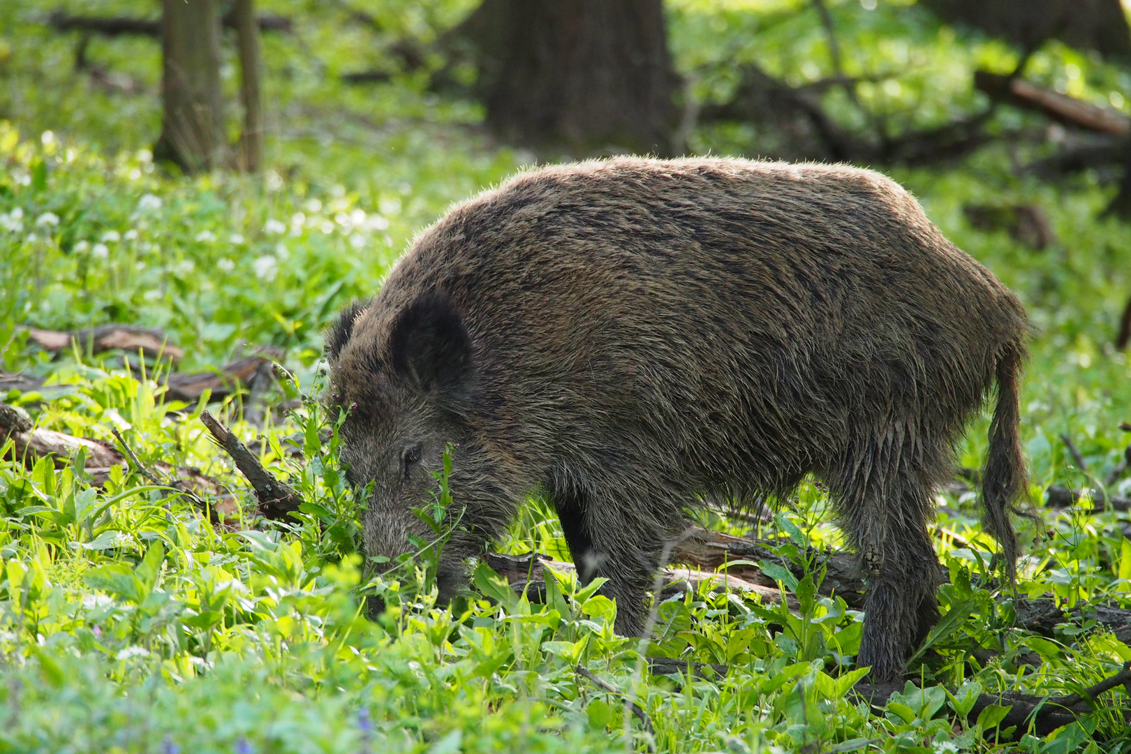 Wildschwein Foto &amp; Bild | tiere, wildlife, säugetiere Bilder auf ...