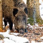 Wildschwein