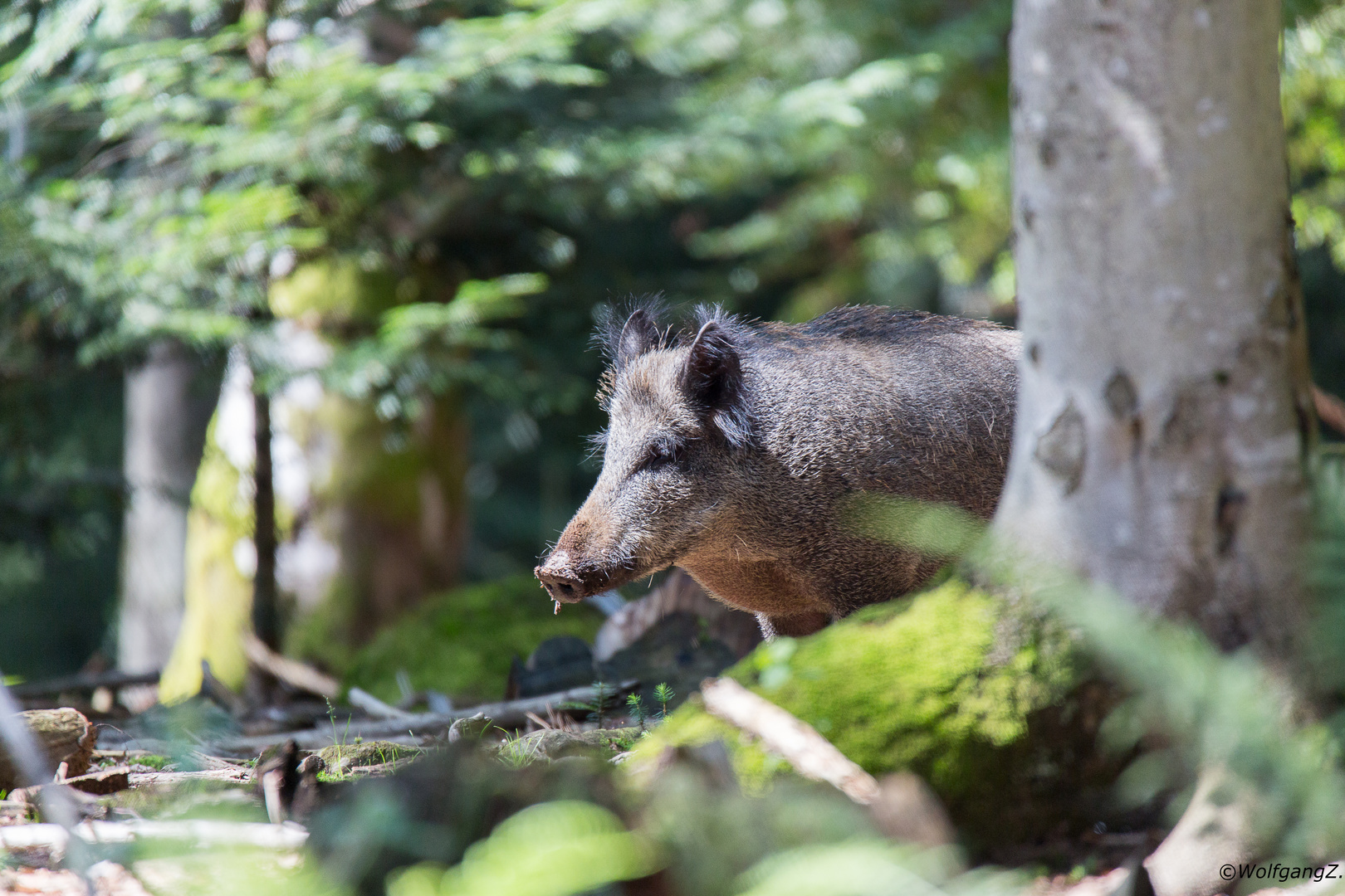 Wildschwein