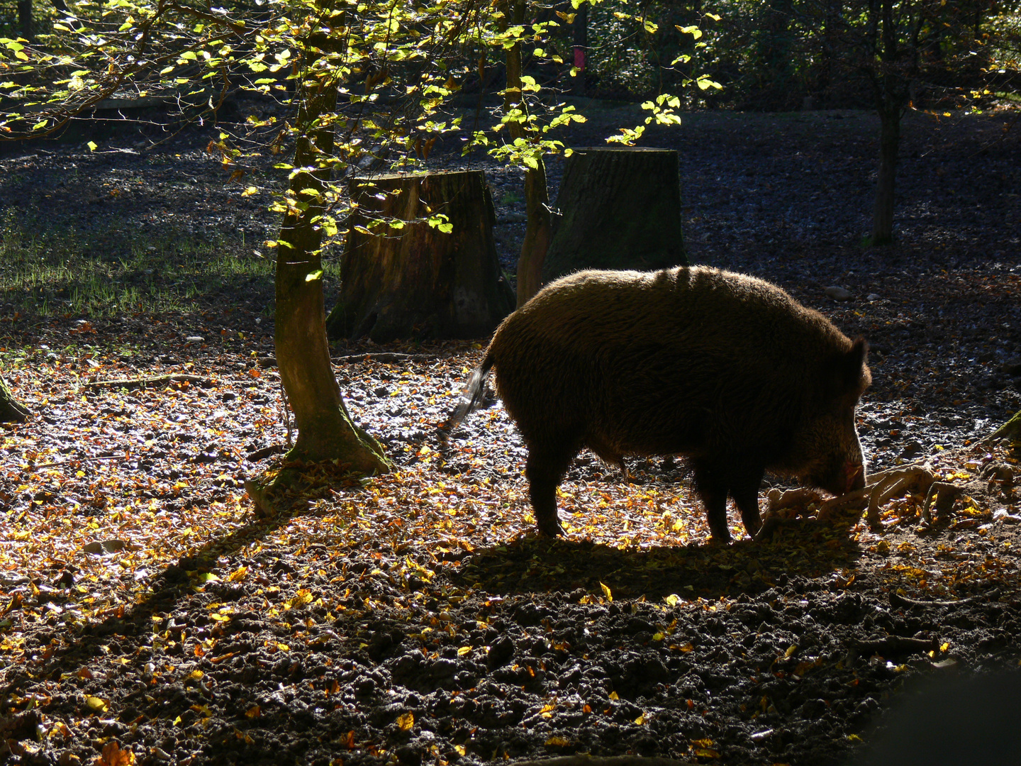 Wildschwein