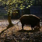 Wildschwein