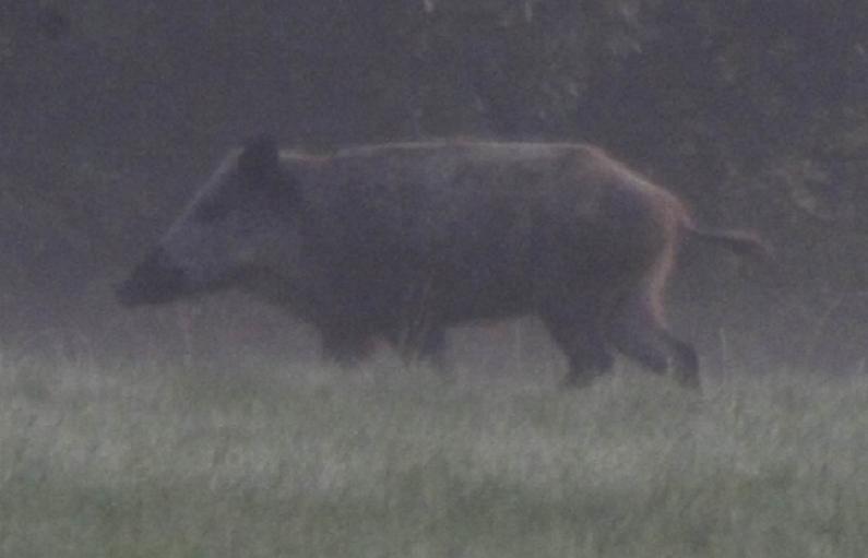 Wildschwein