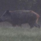 Wildschwein